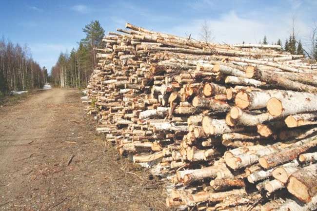 lemne garda forestiera
