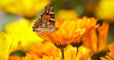 Proprietățile terapeutice ale plantelor galbenele și arnica
