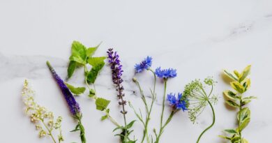 Puterea tincturilor din plante cum să alegi corect pentru echilibrul tău